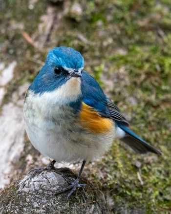 Red-flanked Bluetail 埼玉県 Sat, 1/25/2020