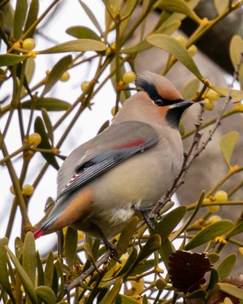 Japanese Waxwing 埼玉県 Sat, 1/25/2020