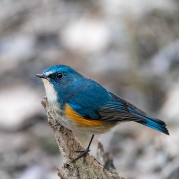 Red-flanked Bluetail 埼玉県 Sat, 1/25/2020