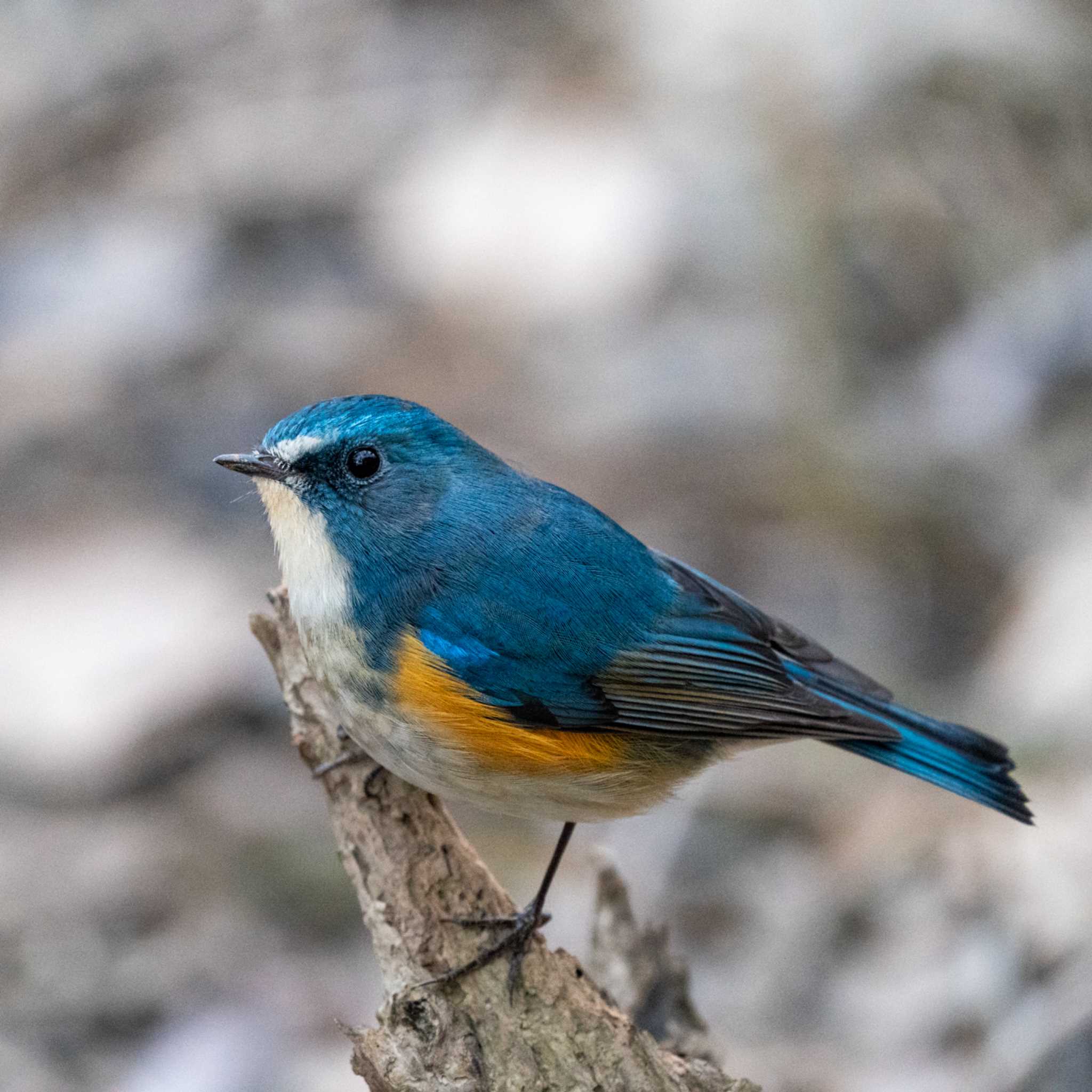 Photo of Red-flanked Bluetail at 埼玉県 by bow_wow.69chan