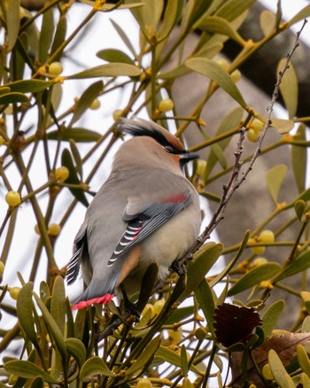 Japanese Waxwing 埼玉県 Sat, 1/25/2020