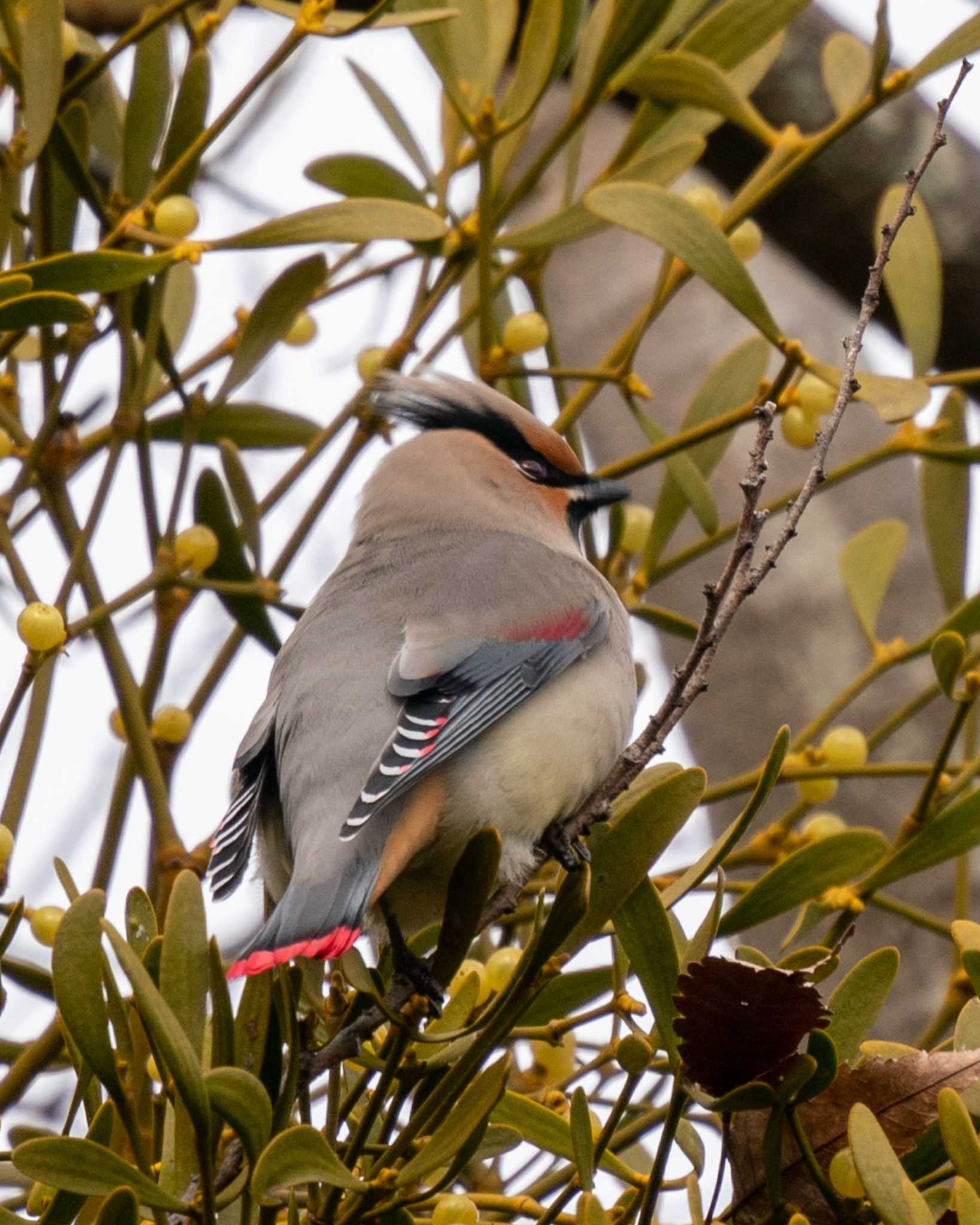 Photo of Japanese Waxwing at 埼玉県 by bow_wow.69chan