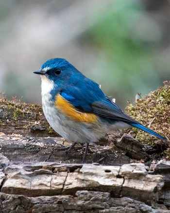 Red-flanked Bluetail 埼玉県 Sat, 1/25/2020