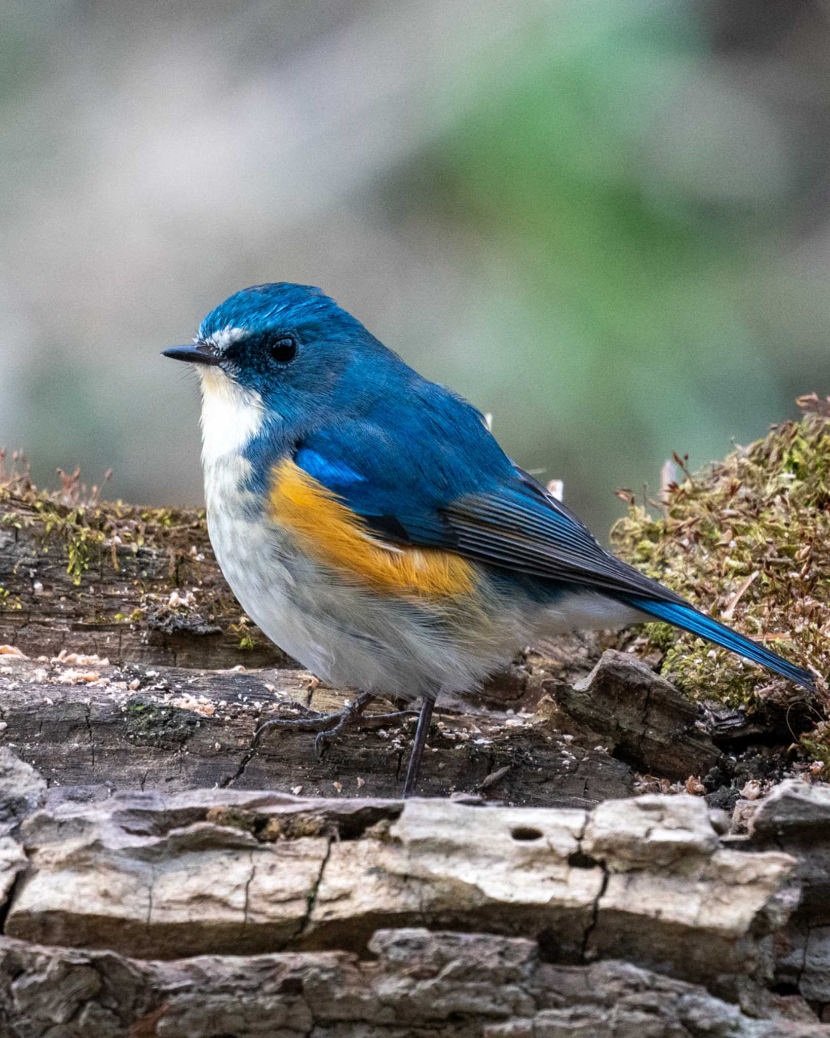 Photo of Red-flanked Bluetail at 埼玉県 by bow_wow.69chan