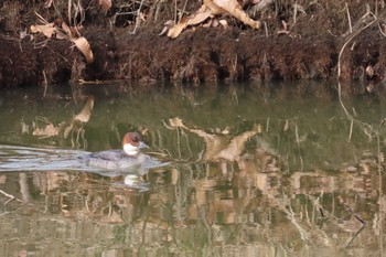 ミコアイサ まつぶし緑の丘公園 2020年1月25日(土)