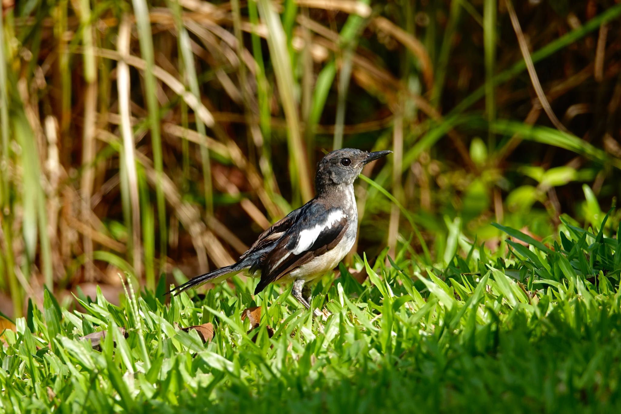 Oriental Magpie-Robin