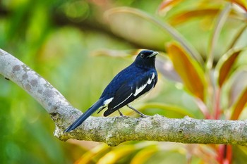 Oriental Magpie-Robin