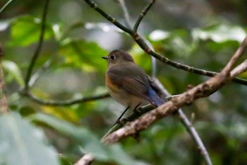 Red-flanked Bluetail Meiji Jingu(Meiji Shrine) Sat, 1/25/2020