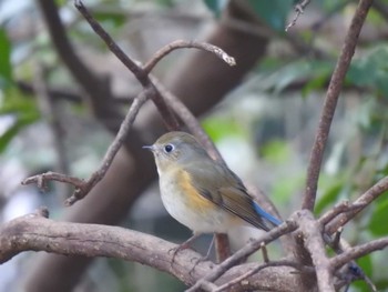 Red-flanked Bluetail 東郷町 Sat, 1/25/2020