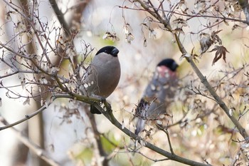 Eurasian Bullfinch 東京都立川市 Mon, 1/13/2020