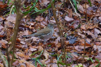 Pale Thrush Kobe Forest Botanic Garden Thu, 1/23/2020