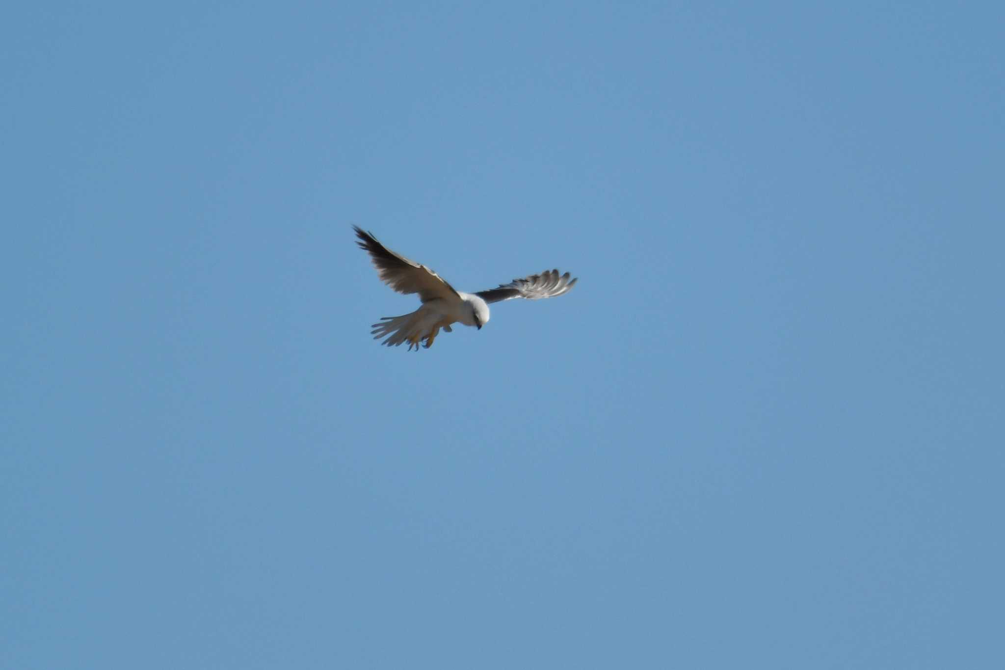 Black-shouldered Kite