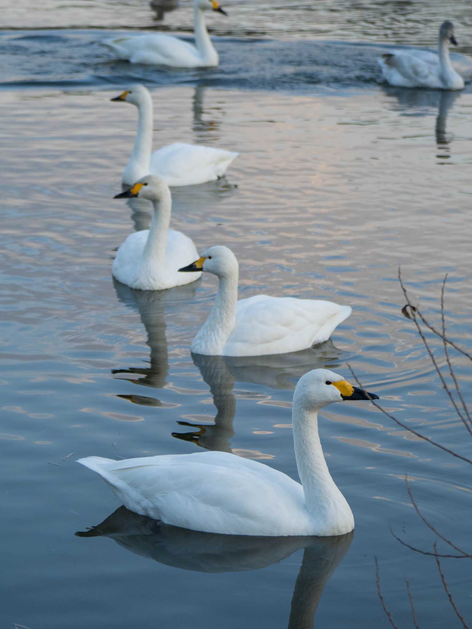 Photo of Tundra Swan at 越辺川(埼玉県川島町) by ryokawameister