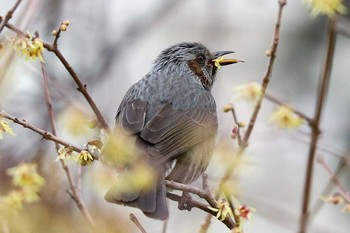 Brown-eared Bulbul Shinjuku Gyoen National Garden Sat, 1/25/2020