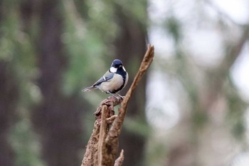 Japanese Tit Shinjuku Gyoen National Garden Sat, 1/25/2020