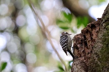 Japanese Pygmy Woodpecker Meiji Jingu(Meiji Shrine) Sat, 1/25/2020