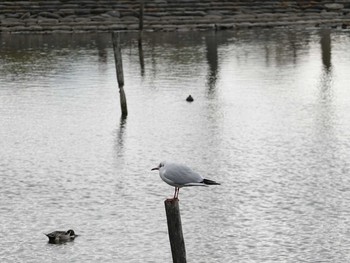 2020年1月25日(土) 手賀沼の野鳥観察記録