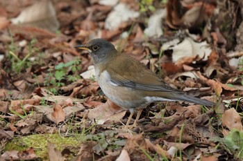 Pale Thrush Arima Fuji Park Sat, 1/25/2020