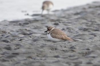 2020年1月25日(土) ふなばし三番瀬海浜公園の野鳥観察記録