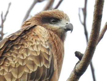 Black Kite 鴨川 Sat, 1/25/2020