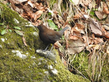 Brown Dipper 多良峡森林公園 Sat, 1/25/2020