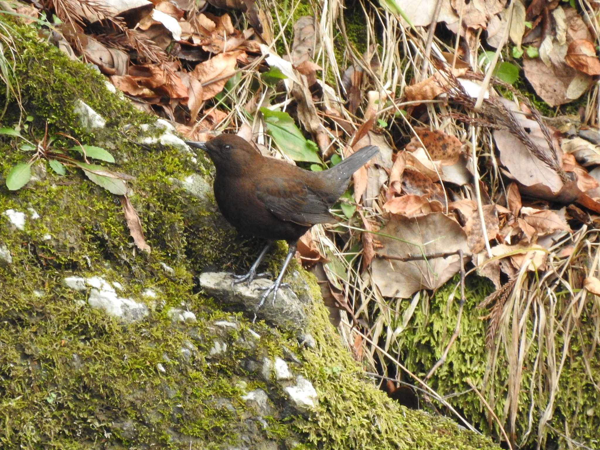 Photo of Brown Dipper at 多良峡森林公園 by saseriru