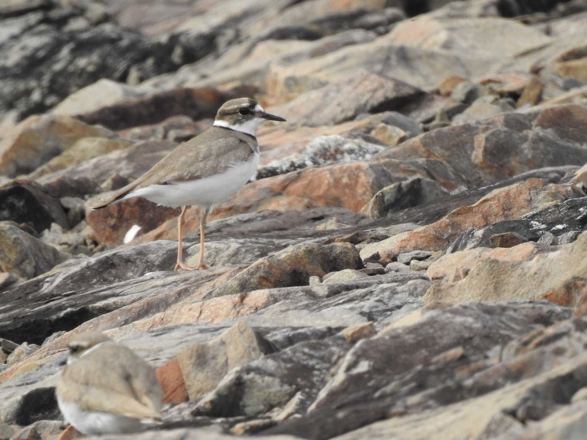 Photo of Long-billed Plover at 水嶺湖 by saseriru