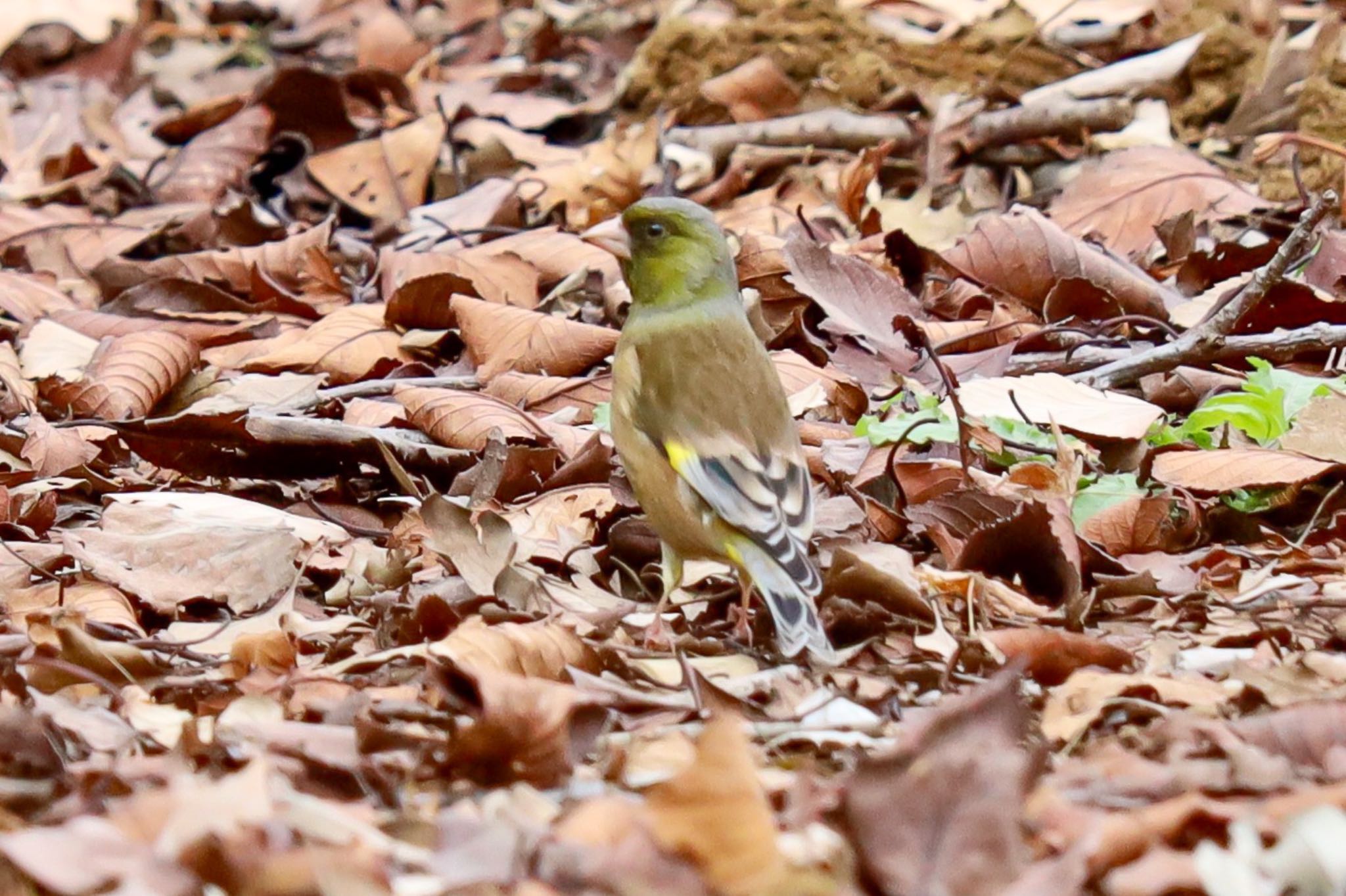 Photo of Grey-capped Greenfinch at Shinjuku Gyoen National Garden by amachan