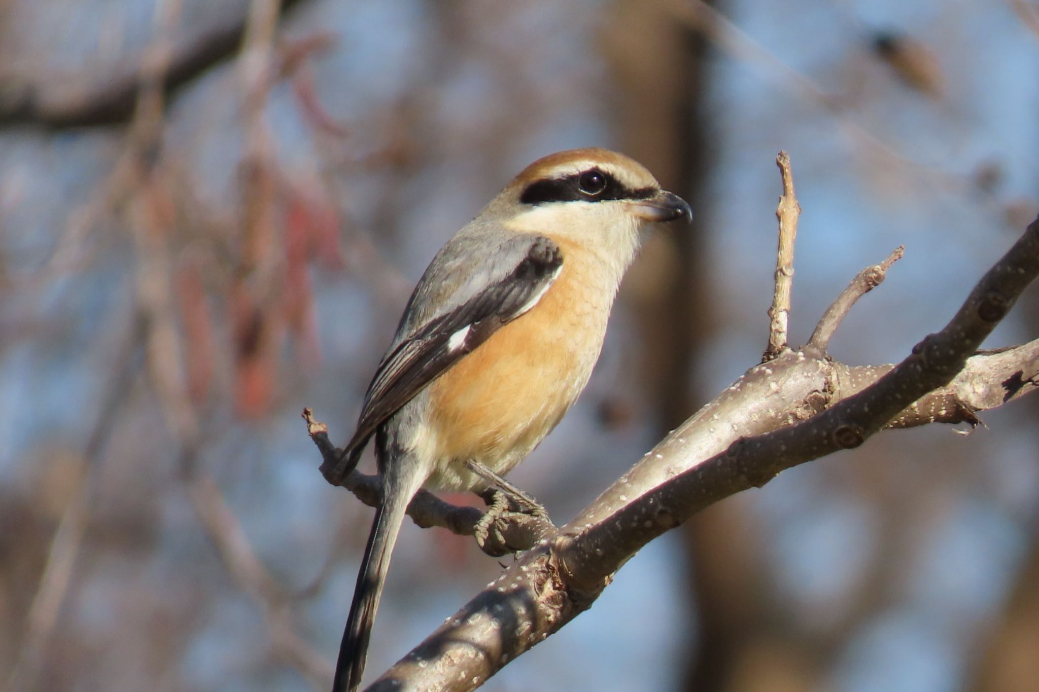 Photo of Bull-headed Shrike at まつぶし緑の丘公園 by ハルハル