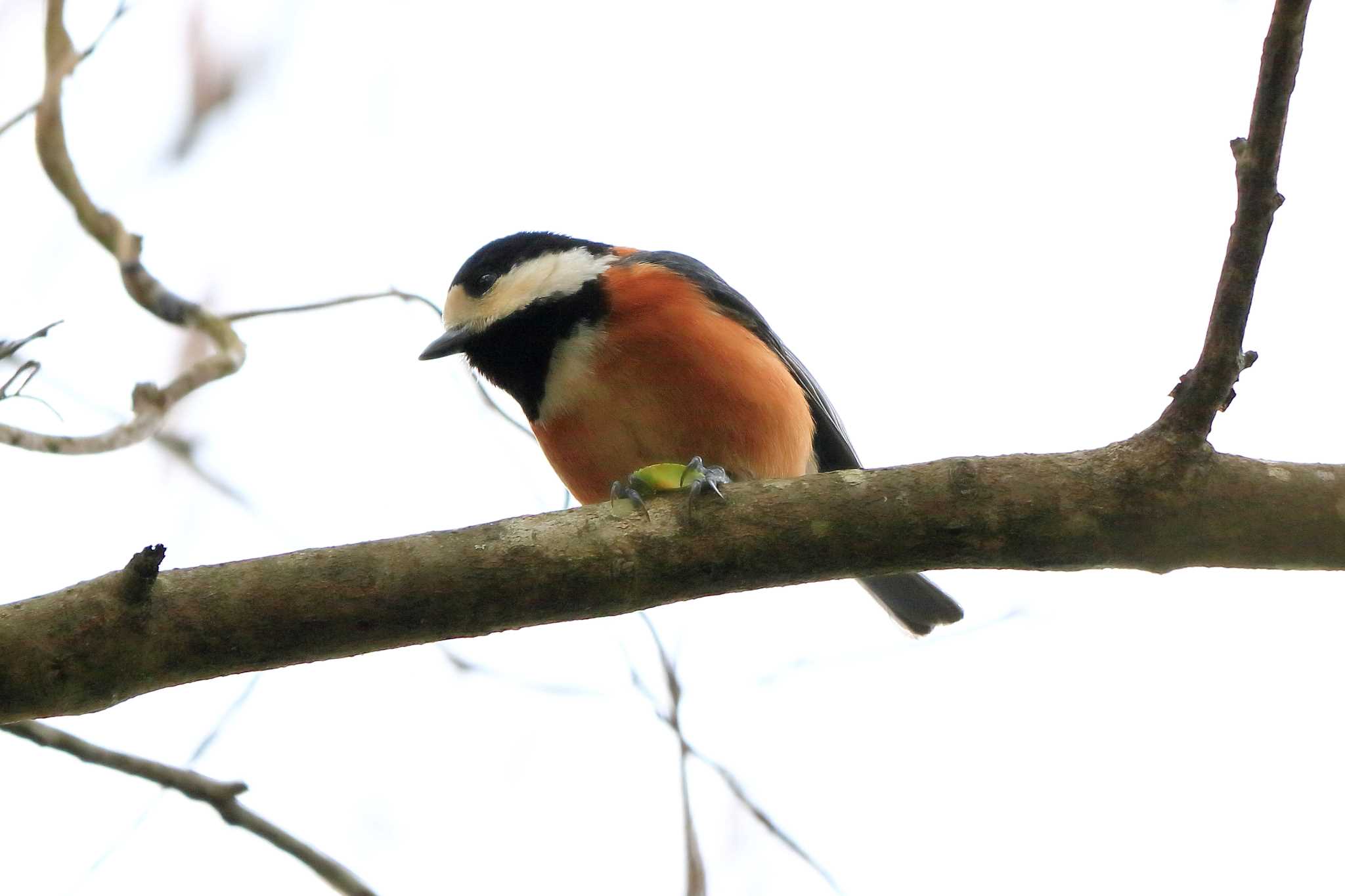 Varied Tit