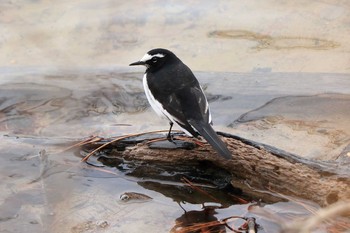 Japanese Wagtail Arima Fuji Park Sat, 1/25/2020