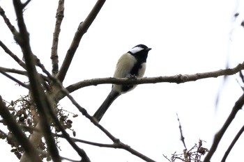 Japanese Tit Arima Fuji Park Sat, 1/25/2020