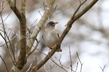 Pale Thrush Arima Fuji Park Sat, 1/25/2020