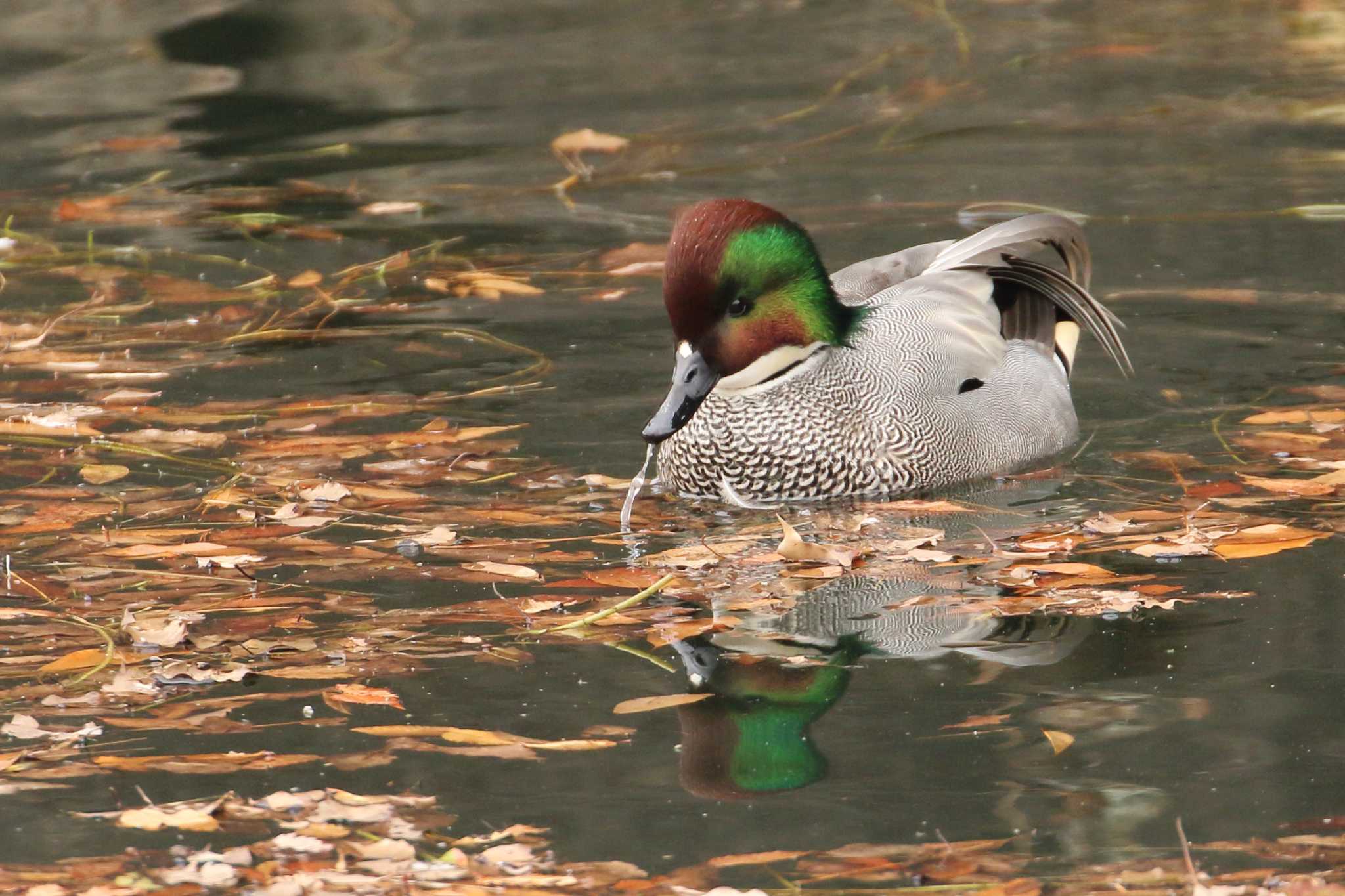 Photo of Falcated Duck at 皇居前桜田濠 by シマエナちゃん