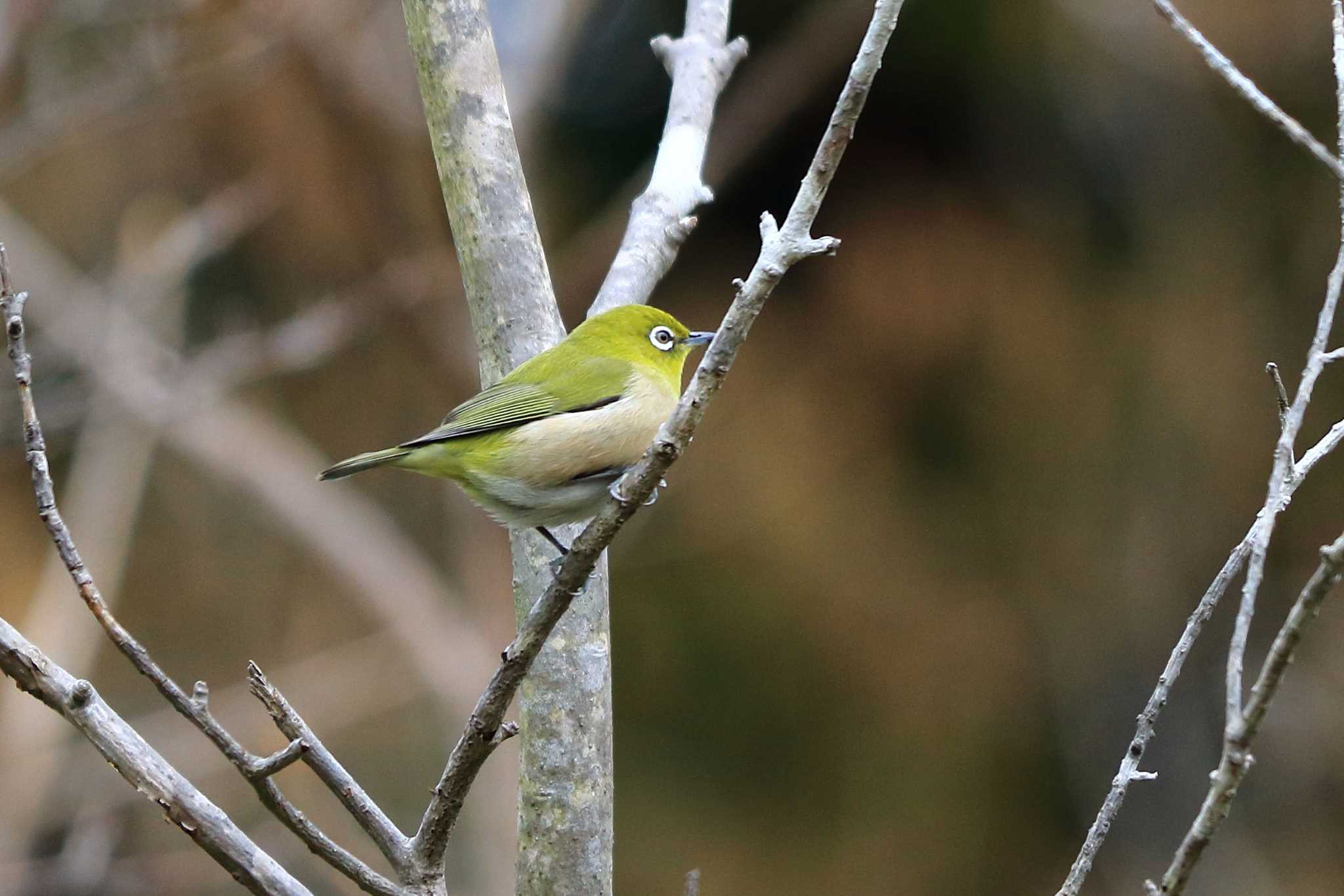 Warbling White-eye