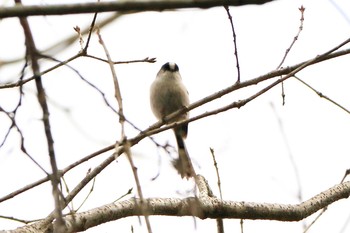 Long-tailed Tit Arima Fuji Park Sat, 1/25/2020