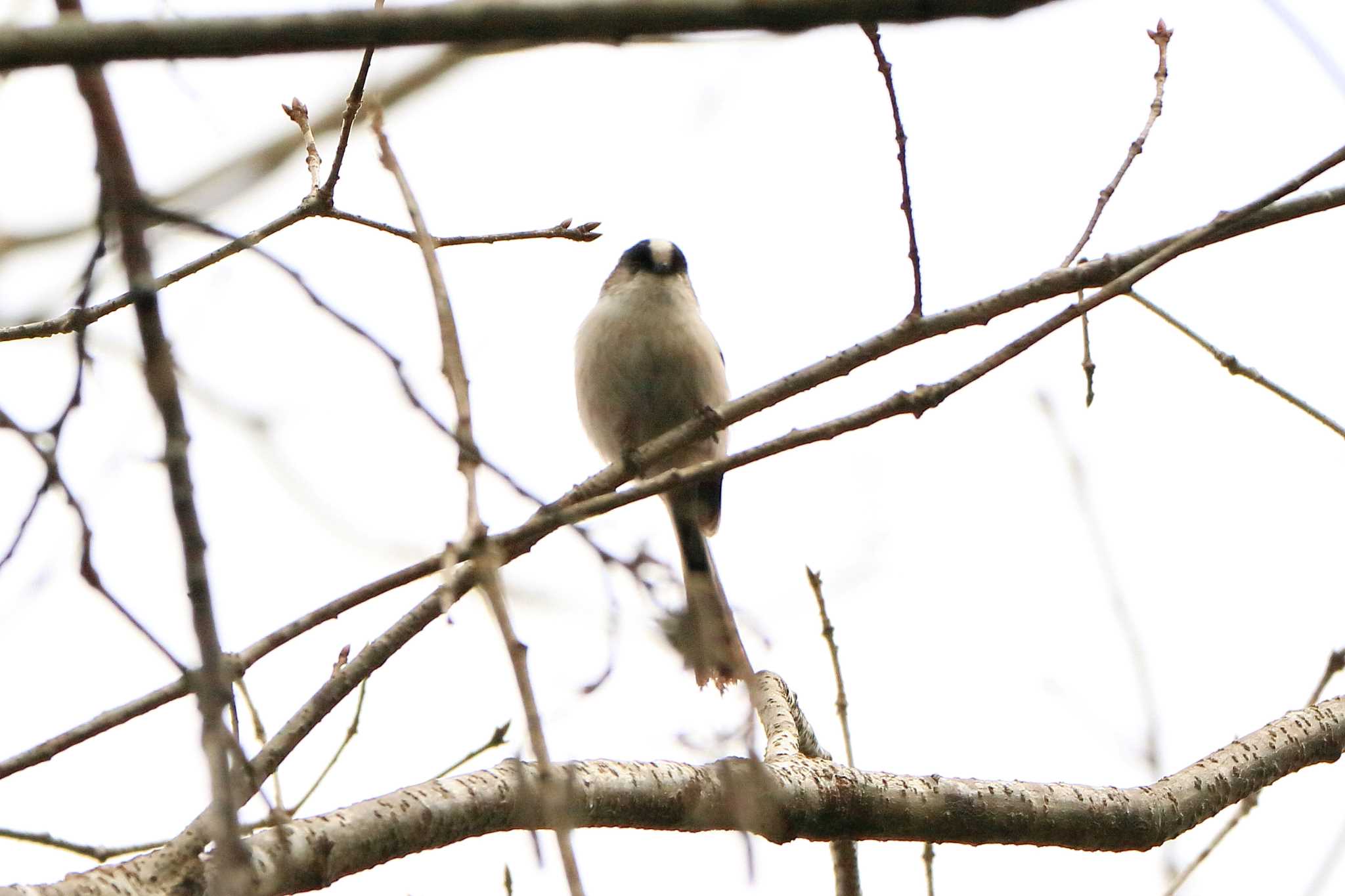 Long-tailed Tit