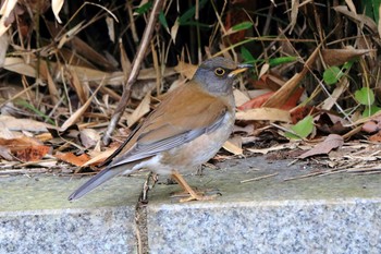 Pale Thrush Arima Fuji Park Sat, 1/25/2020