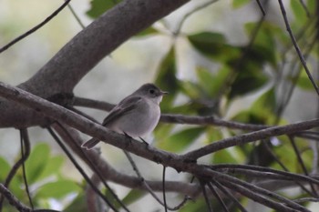 Taiga Flycatcher Akashi Park Sat, 1/25/2020