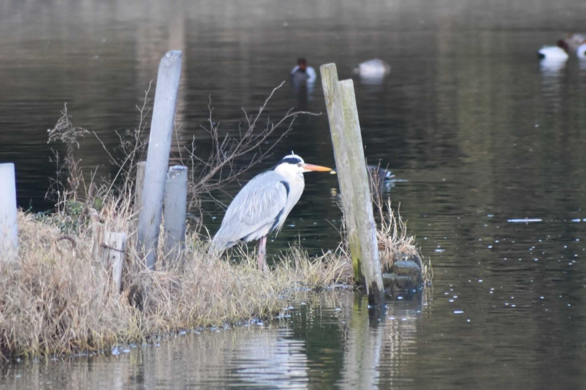 Photo of Grey Heron at Akashi Park by 五色鳥