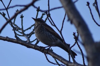 Dusky Thrush Akashi Park Sat, 1/25/2020