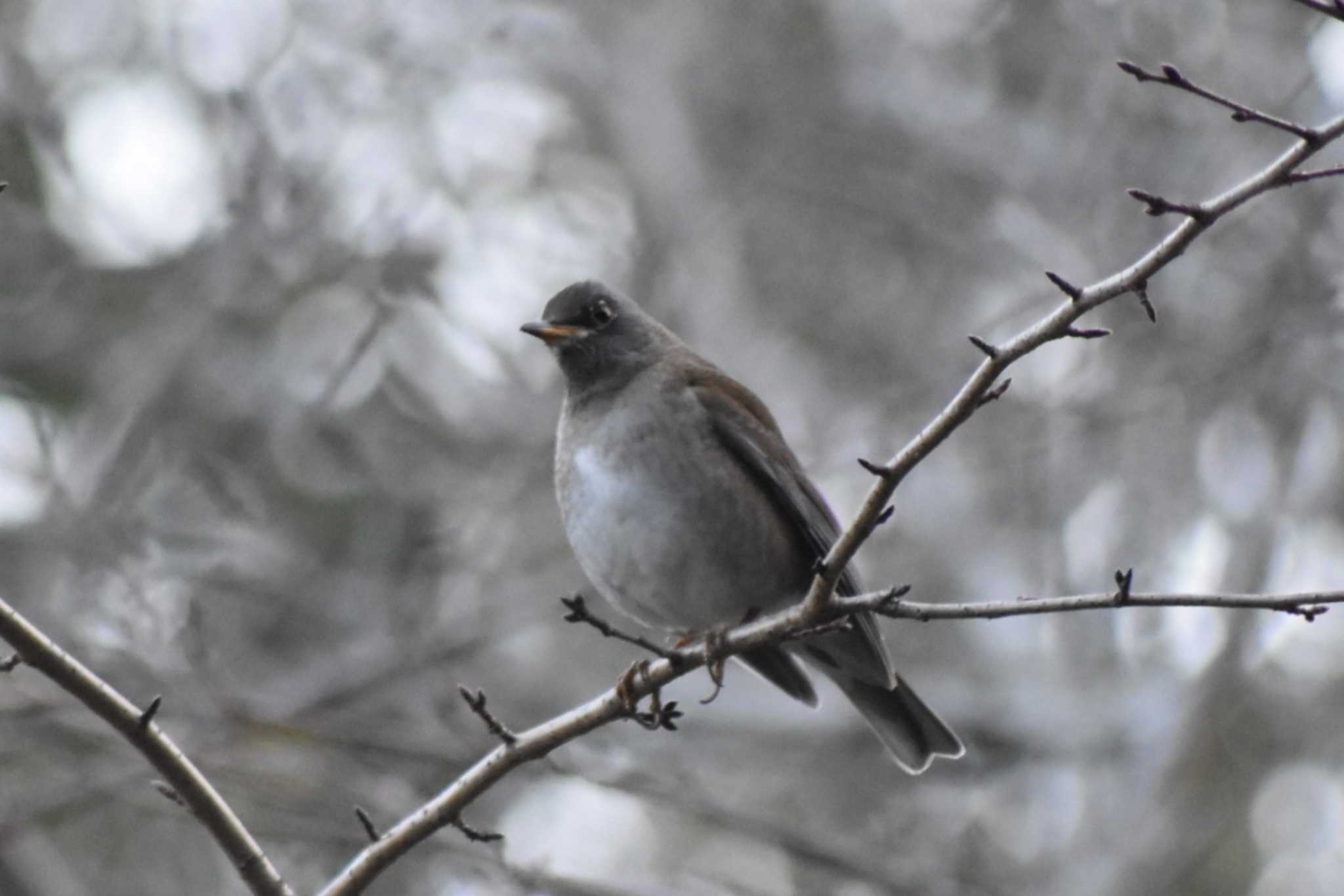 Photo of Pale Thrush at Akashi Park by 五色鳥