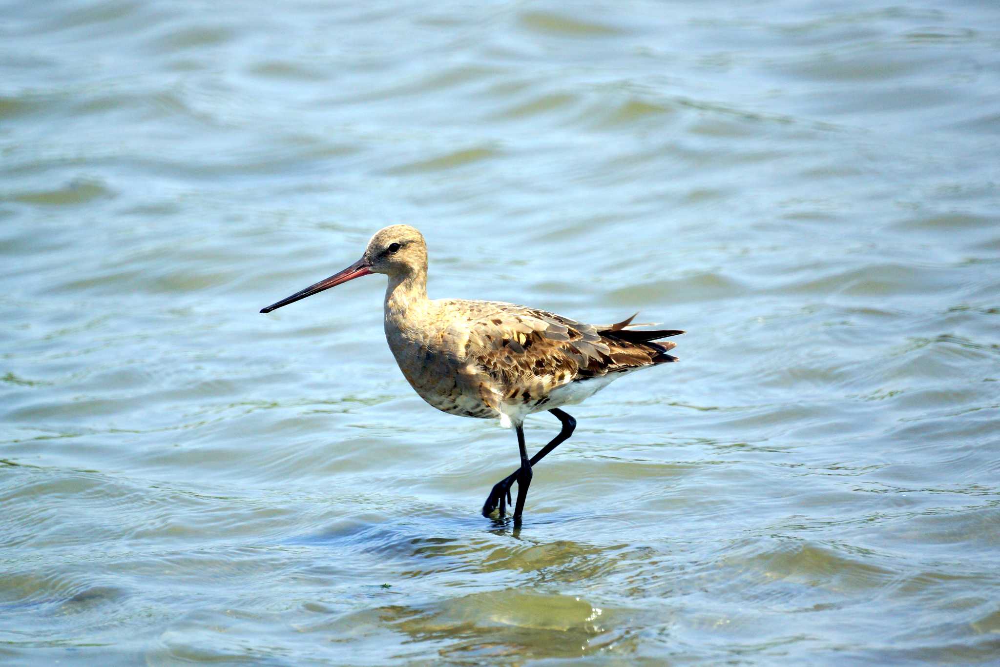 Photo of Black-tailed Godwit at 東京都 by 旭っ子 Ｍ