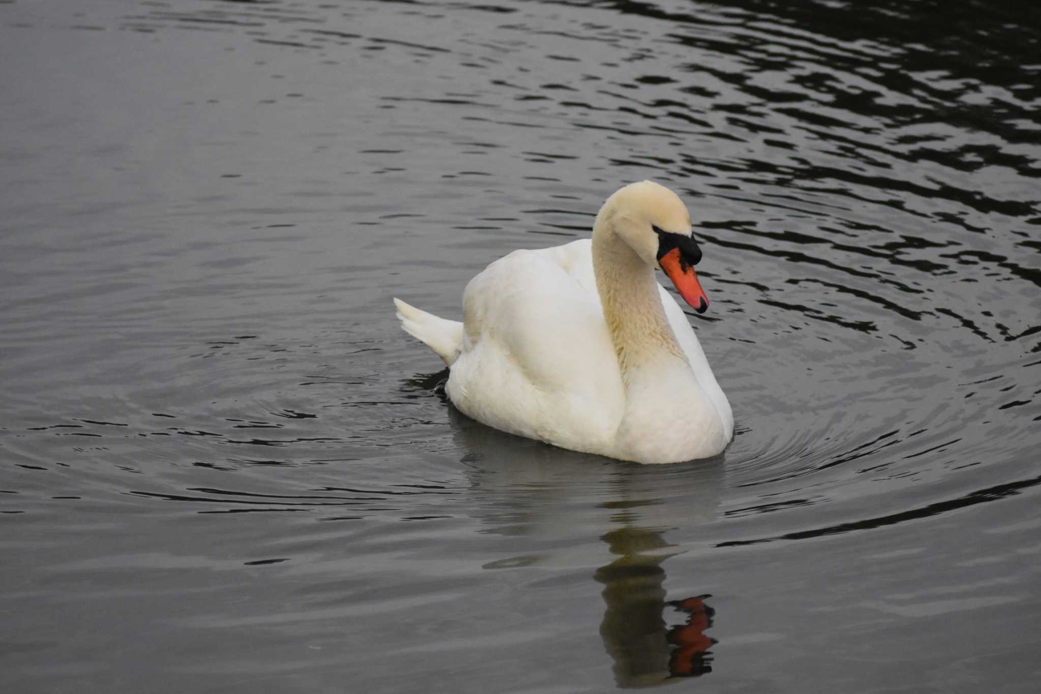 Photo of Mute Swan at Akashi Park by 五色鳥