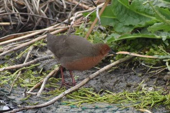 Ruddy-breasted Crake 平磯緑地公園 Sat, 1/25/2020