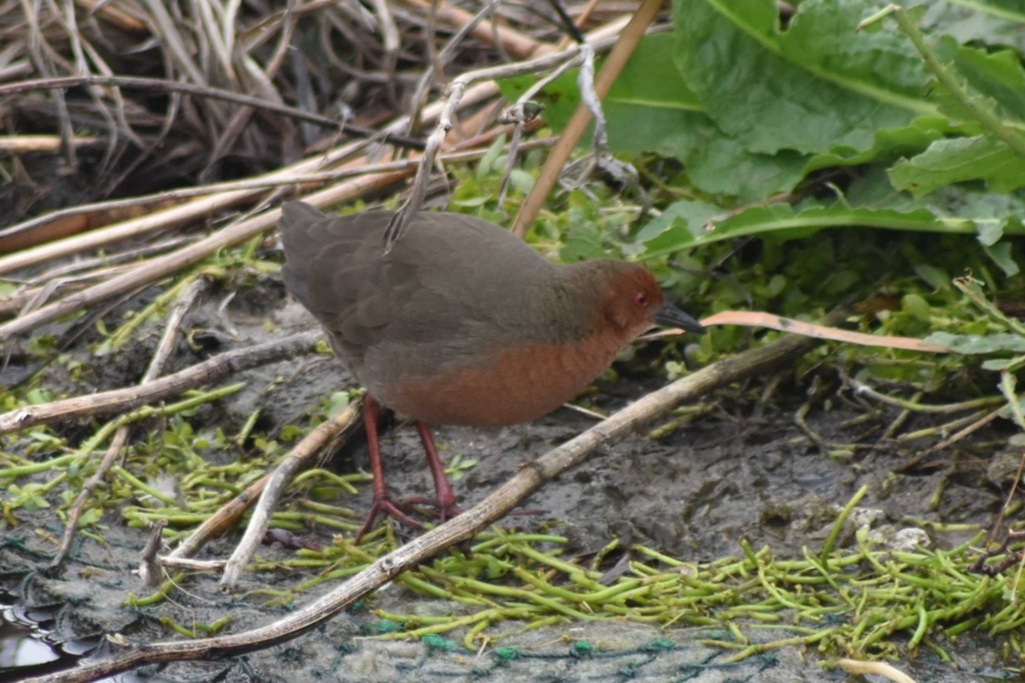 Photo of Ruddy-breasted Crake at 平磯緑地公園 by 五色鳥