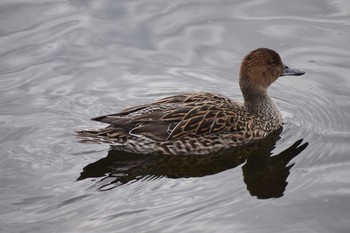 Northern Pintail 平磯緑地公園 Sat, 1/25/2020