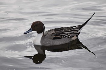 Northern Pintail 平磯緑地公園 Sat, 1/25/2020