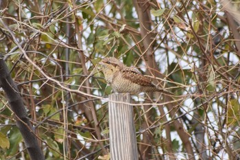 Eurasian Wryneck 平磯緑地公園 Sat, 1/25/2020