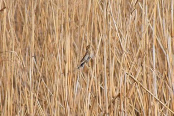 Marsh Grassbird 平磯緑地公園 Sat, 1/25/2020